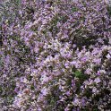 Limonium latifolium detail